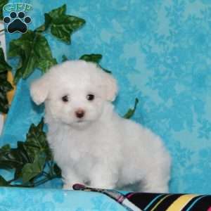 Joseph, Maltipoo Puppy